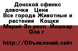 Донской сфинкс девочка › Цена ­ 15 000 - Все города Животные и растения » Кошки   . Марий Эл респ.,Йошкар-Ола г.